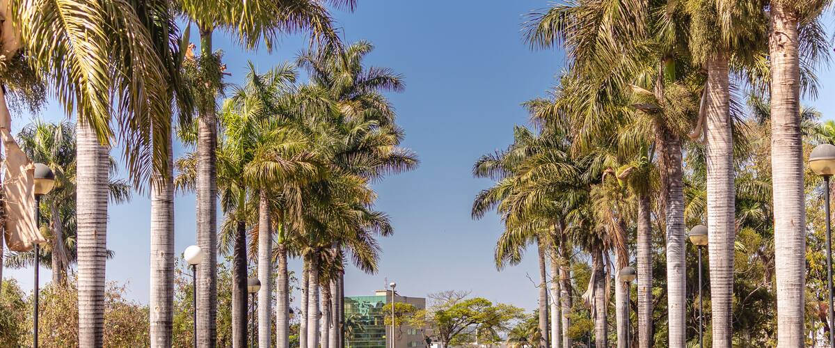 A tree-lined street with palm trees, a bench, and a body of water in the background.