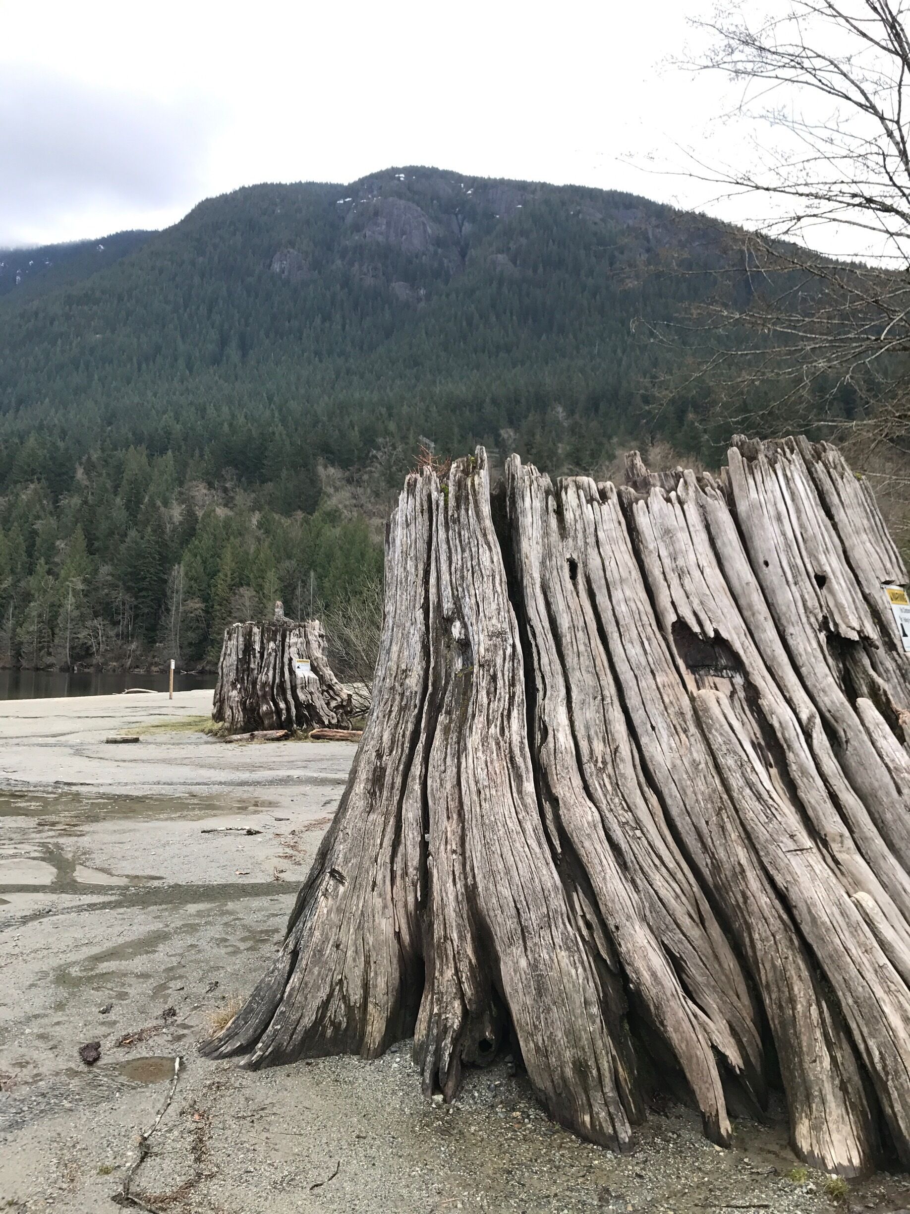 The irony that this lake used to create hydroelectric and this tree looks as though it's been zapped by gods own brand of electric ⚡️ 