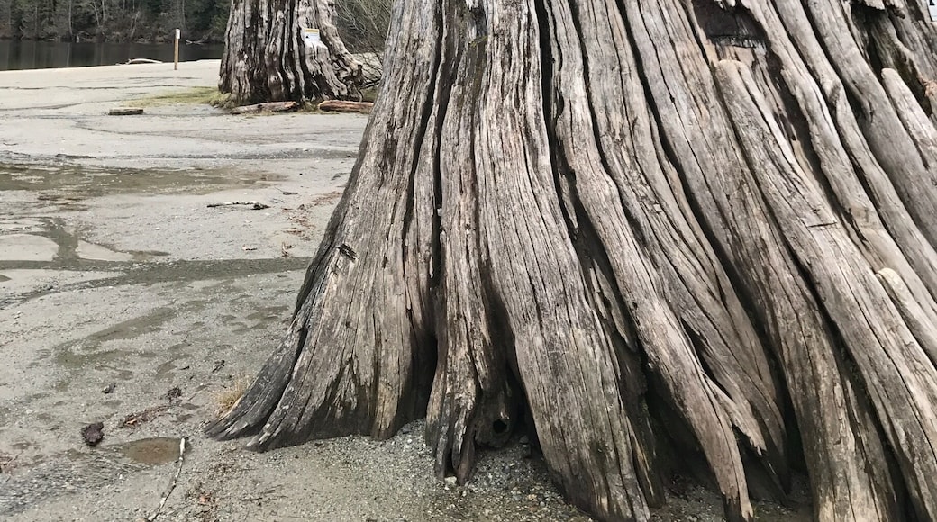 The irony that this lake used to create hydroelectric and this tree looks as though it's been zapped by gods own brand of electric ⚡️