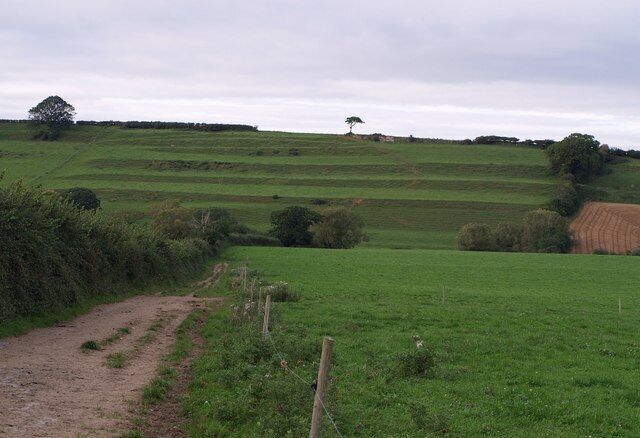 Strip Lynchets on the steep south-facing oolite slope of West Chinnock Hill. Seen from footpath Y11/8, here followed by both the Monarch's Way and the Liberty Trail.
