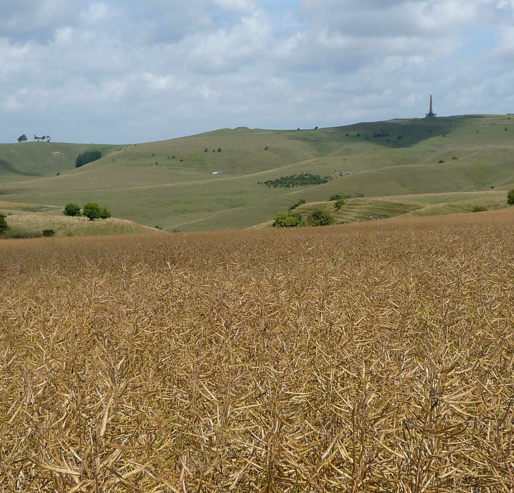Looking south from Cherhill towards the Lansdowne Monument on the horizon to the right and the Cherhill White Horse on the left.