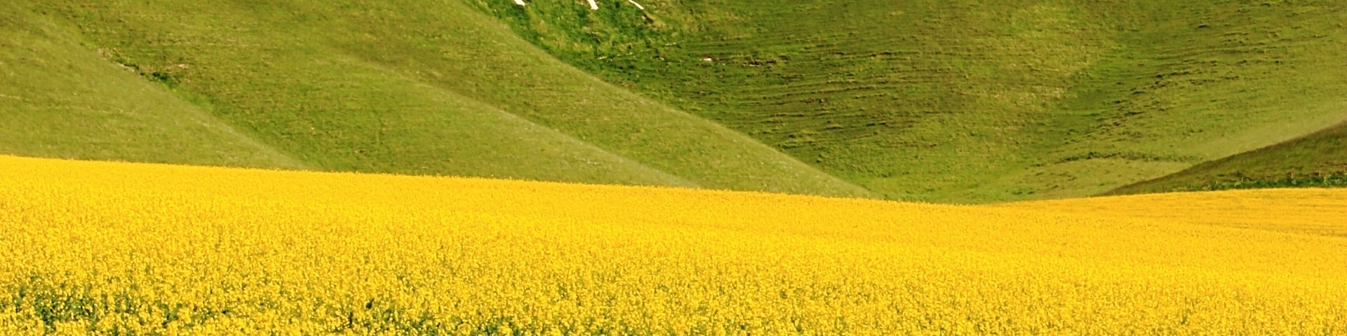 Wiltshire White Horse