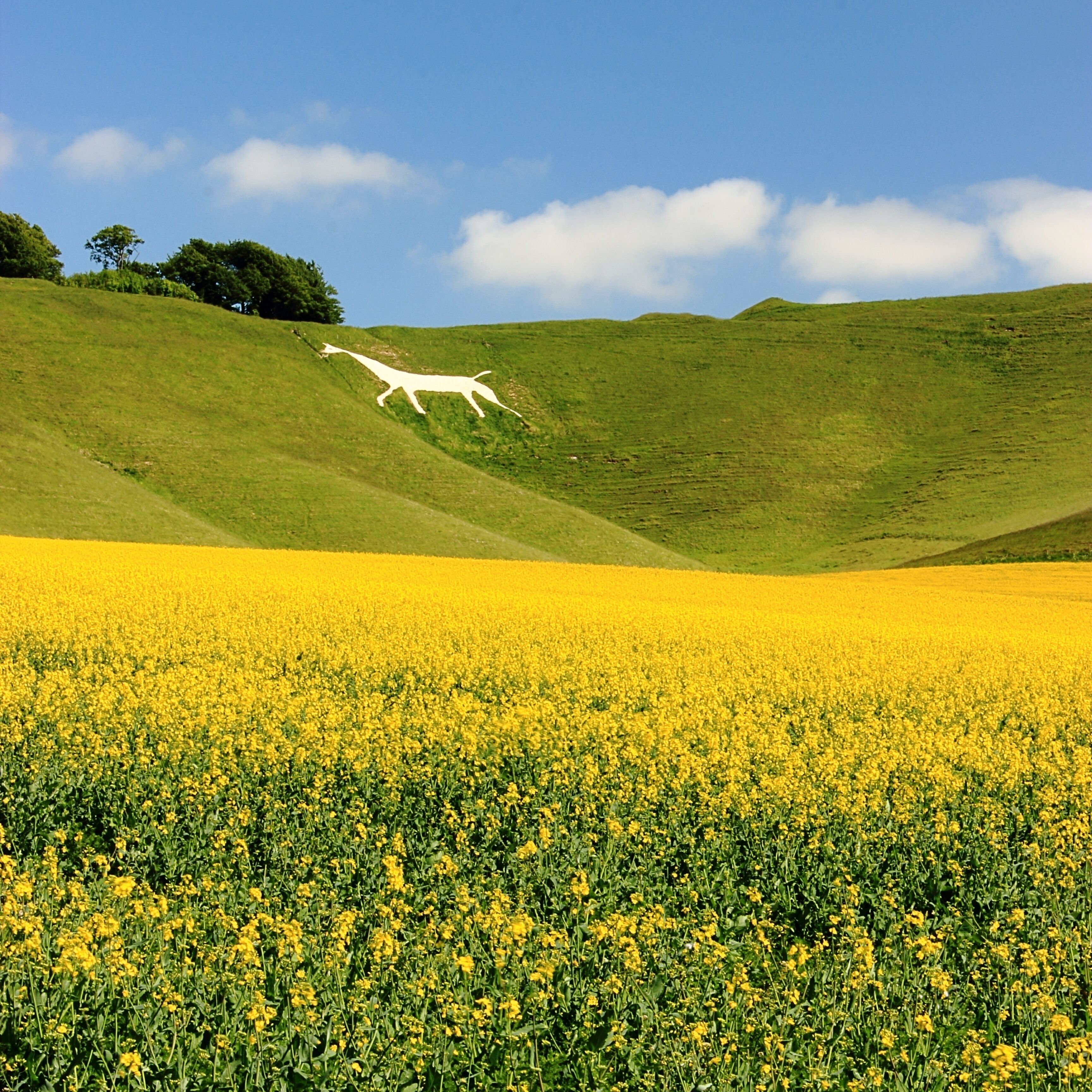 A field of yellow flowers with a white sculpture of a giraffe on a hill.