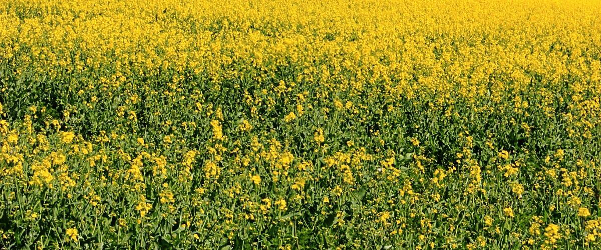 A field of yellow flowers with a white sculpture of a giraffe on a hill.