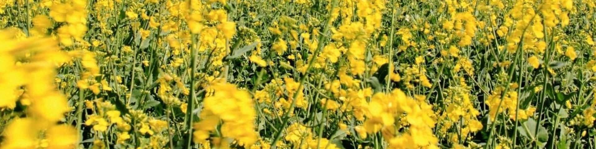 Wiltshire White Horse