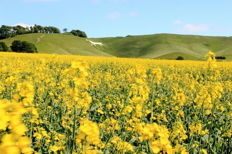 Wiltshire White Horse