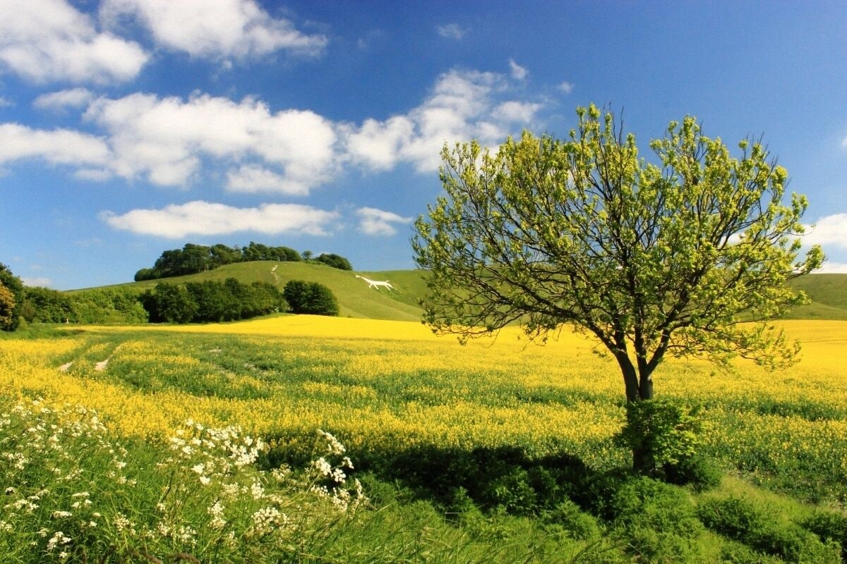 Um campo com flores amarelas, uma árvore e colinas onduladas sob um céu azul.