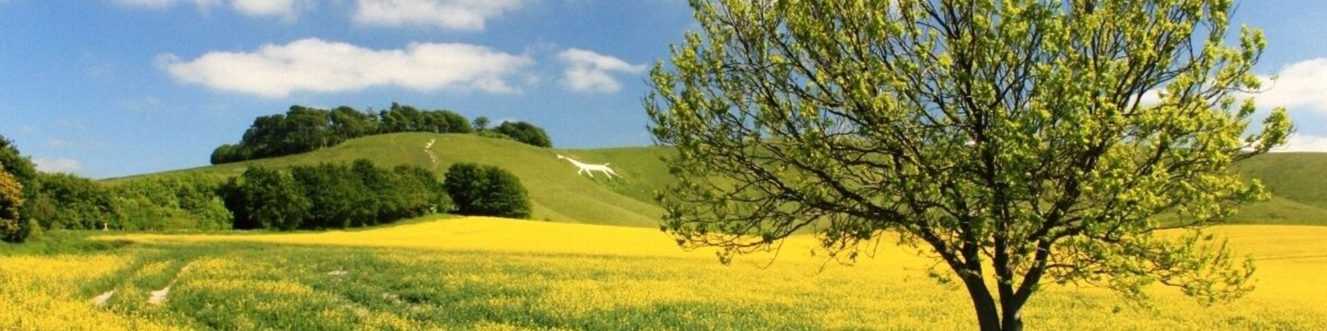 Um campo com flores amarelas, uma árvore e colinas onduladas sob um céu azul.