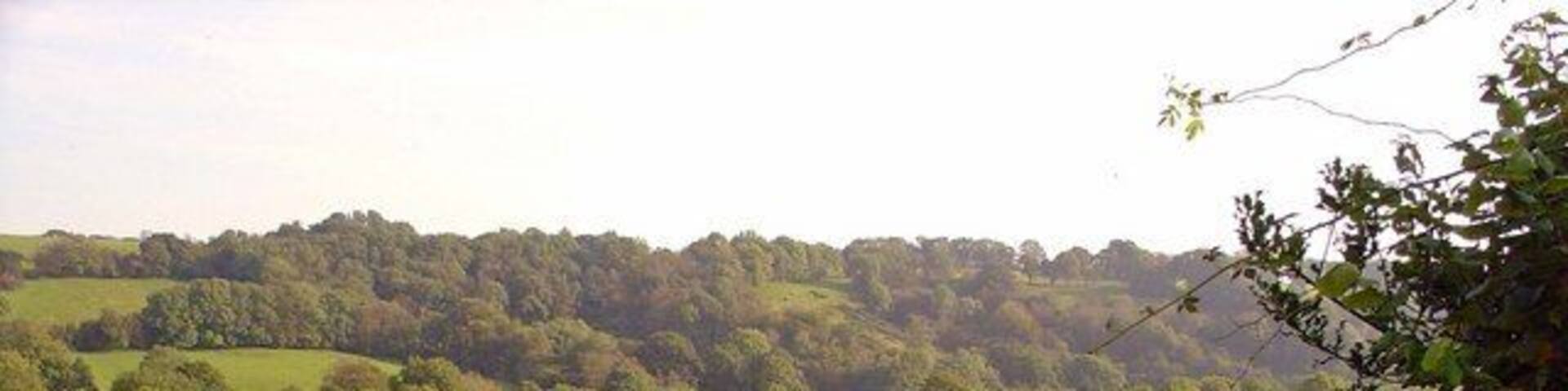 Field with sheep and cattle: Bribwll, Llanfyrnach