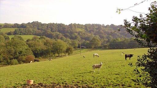 Field with sheep and cattle: Bribwll, Llanfyrnach