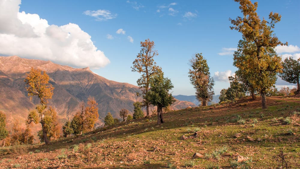 Yellow autumn forest, spring lake and yellow grass in the meadow, beautiful sunlight on the mountain in the middle of the forest, blue sky and clouds, Spring in Africa Algeria Mila National Park.