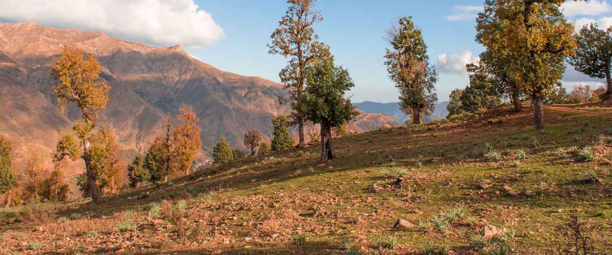 A mountainous landscape with scattered trees and a clear blue sky.