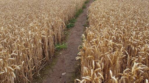 Footpath leading through a field in the Vale of Mowbray