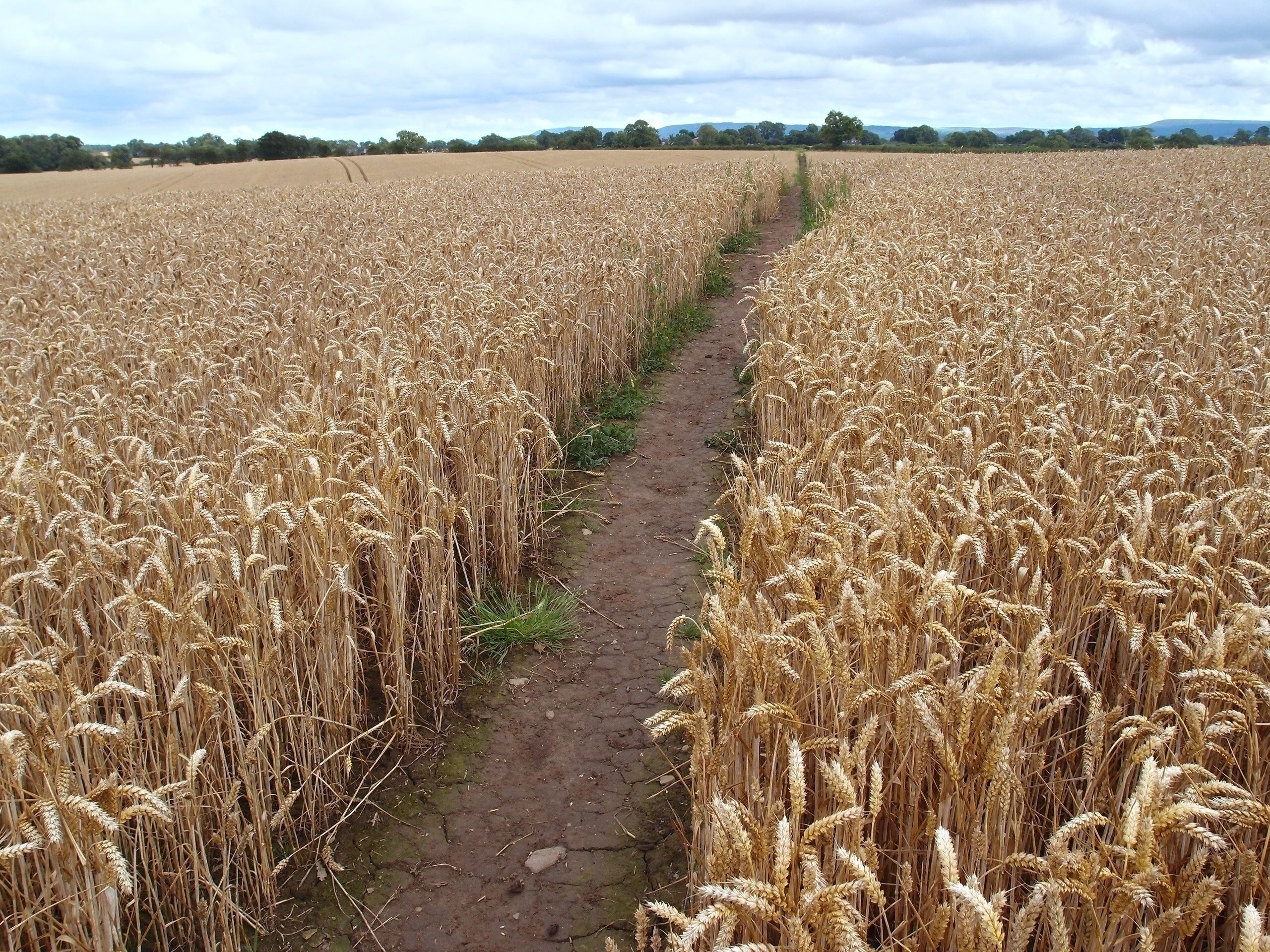 A vast wheat field with a narrow dirt path running through it.