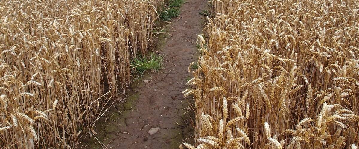 A vast wheat field with a narrow dirt path running through it.