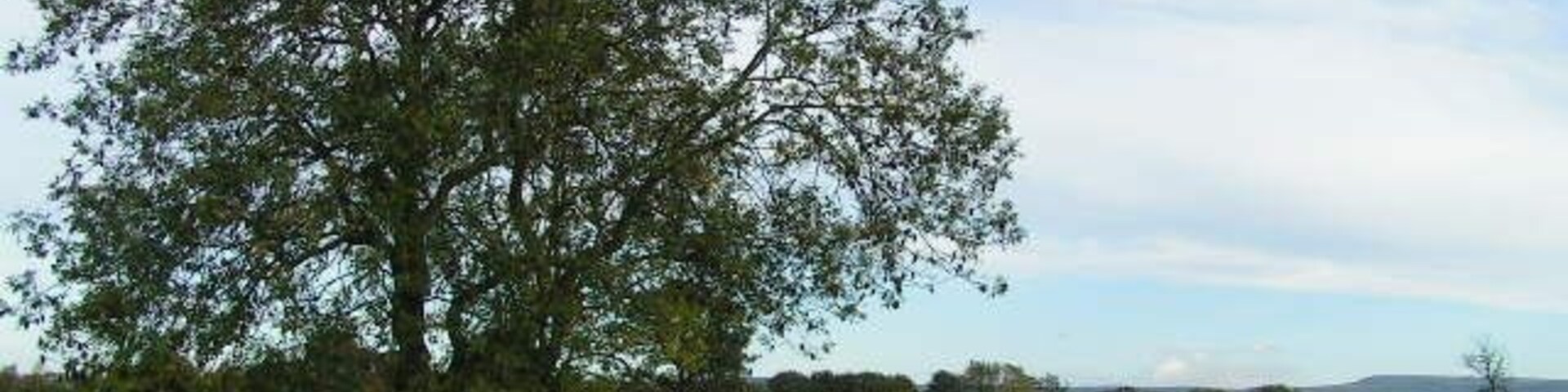 Um caminho bordeado por árvores em um campo gramado, com céu claro.
