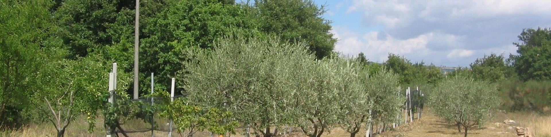 Un olivar con filas de árboles y líneas de electricidad al fondo.