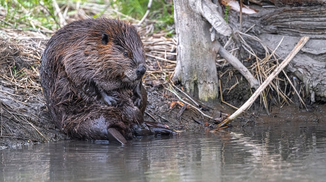 North American Beaver (Castor canadensis) Cleaning Itself