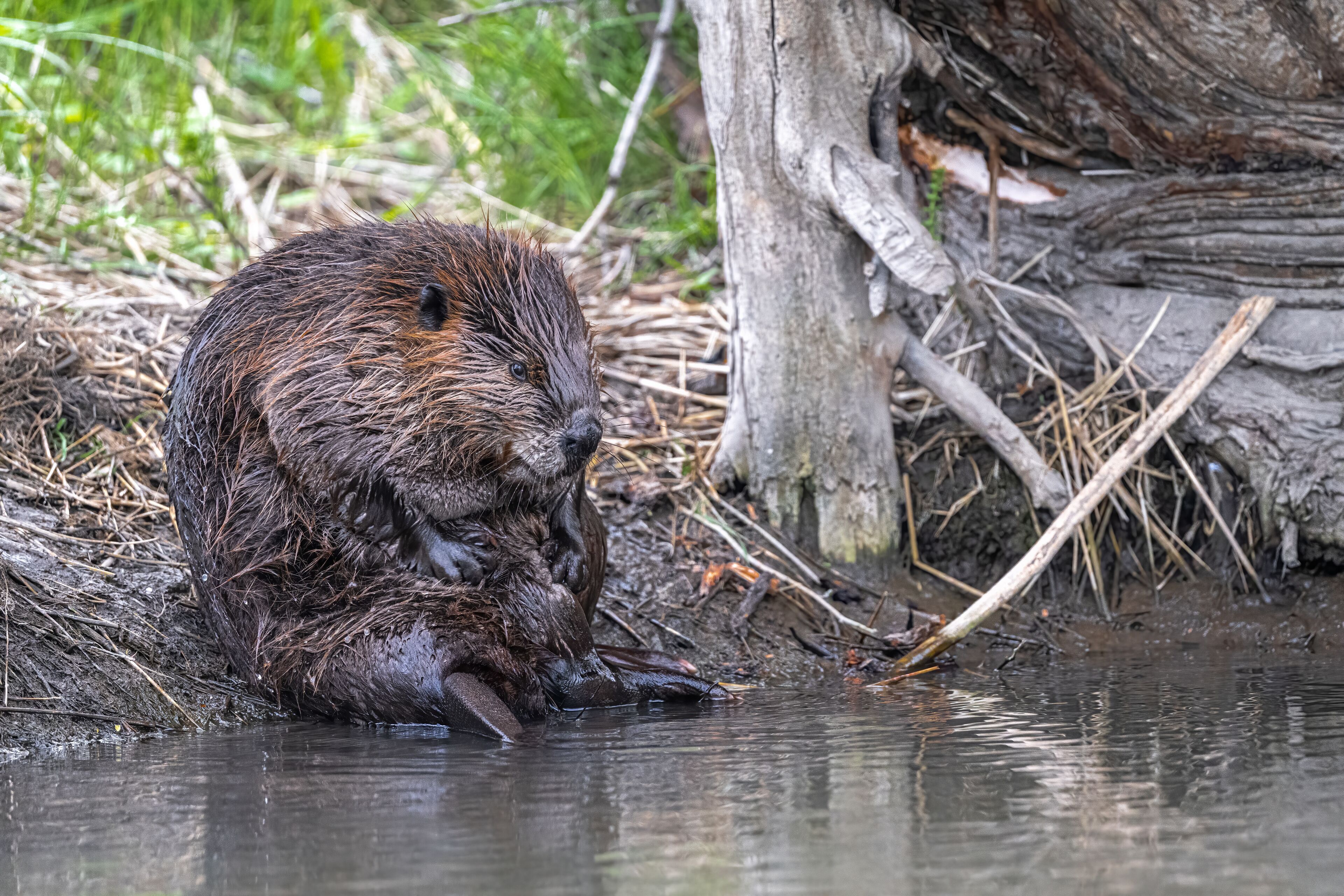A beaver near a water body with a log and vegetation in the background.