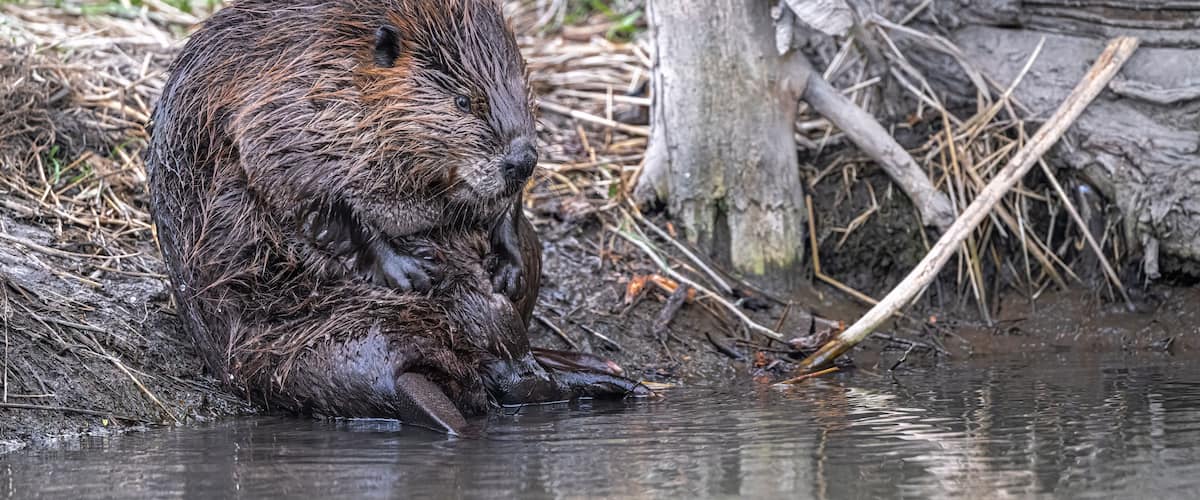 A beaver near a water body with a log and vegetation in the background.