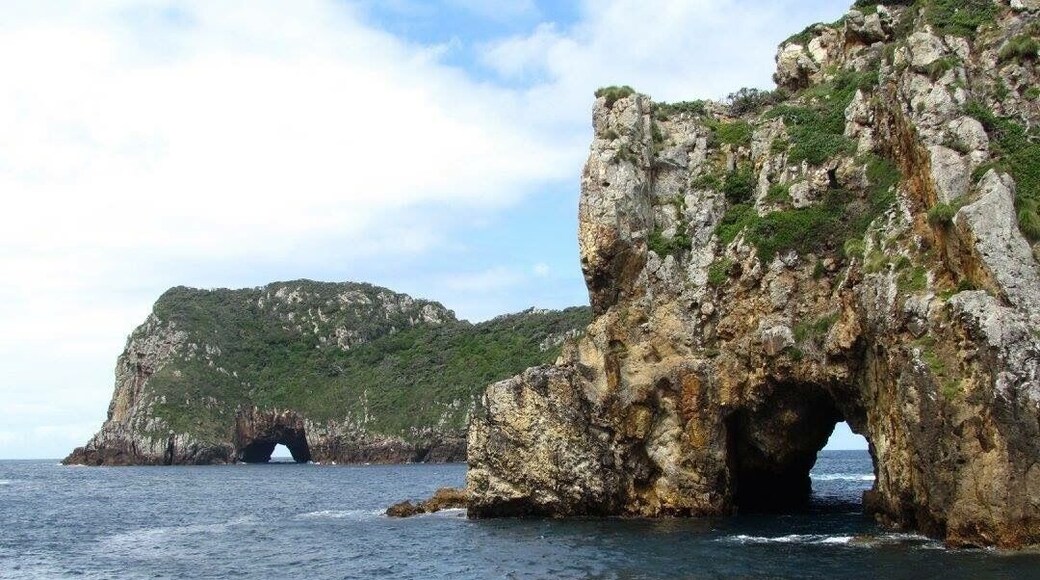 Snorkeling trip to Poor Knight's Island off the coast of North Island in New Zealand.