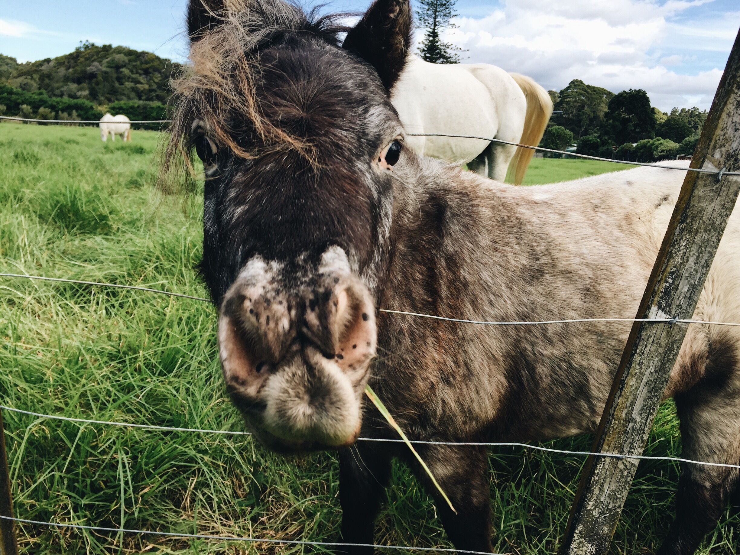 En route from Sandy Bay to Whangerei stopped on the side of the road to take pics of these happy campers. Cute little Shetland pony was so curious it was sticking its head through the gate to get a closer look! #newzealand #adventure #roadtrip