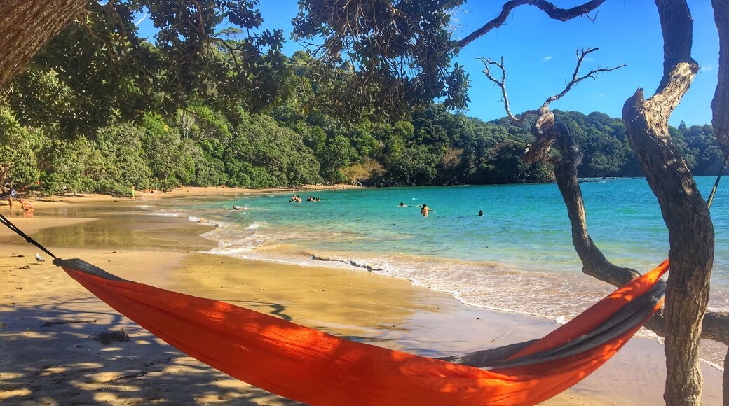 Want to set up your hammock here? Head up to Whale Bay, just outside of Whangarei, Northern NZ. Just a short hike down from the car park and this stunning beach with calm waters is all yours.
#whalebay #whangarei #newzealand #northisland #hiddengems #explore #travel