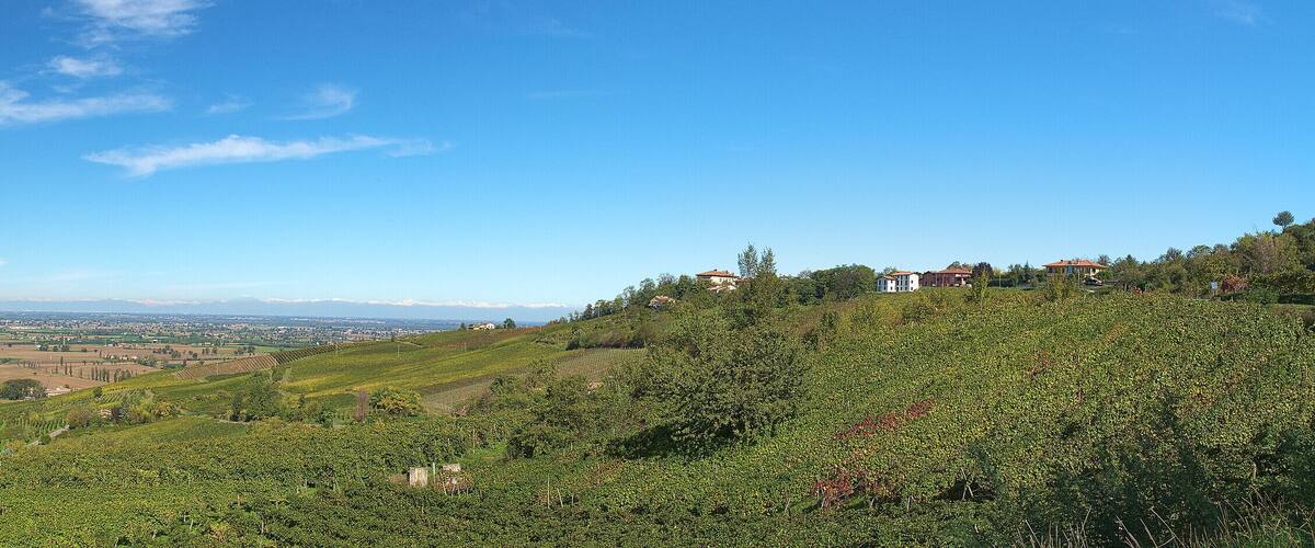 A vineyard landscape with rolling hills, a distant town, and snow-capped mountains in the background.
