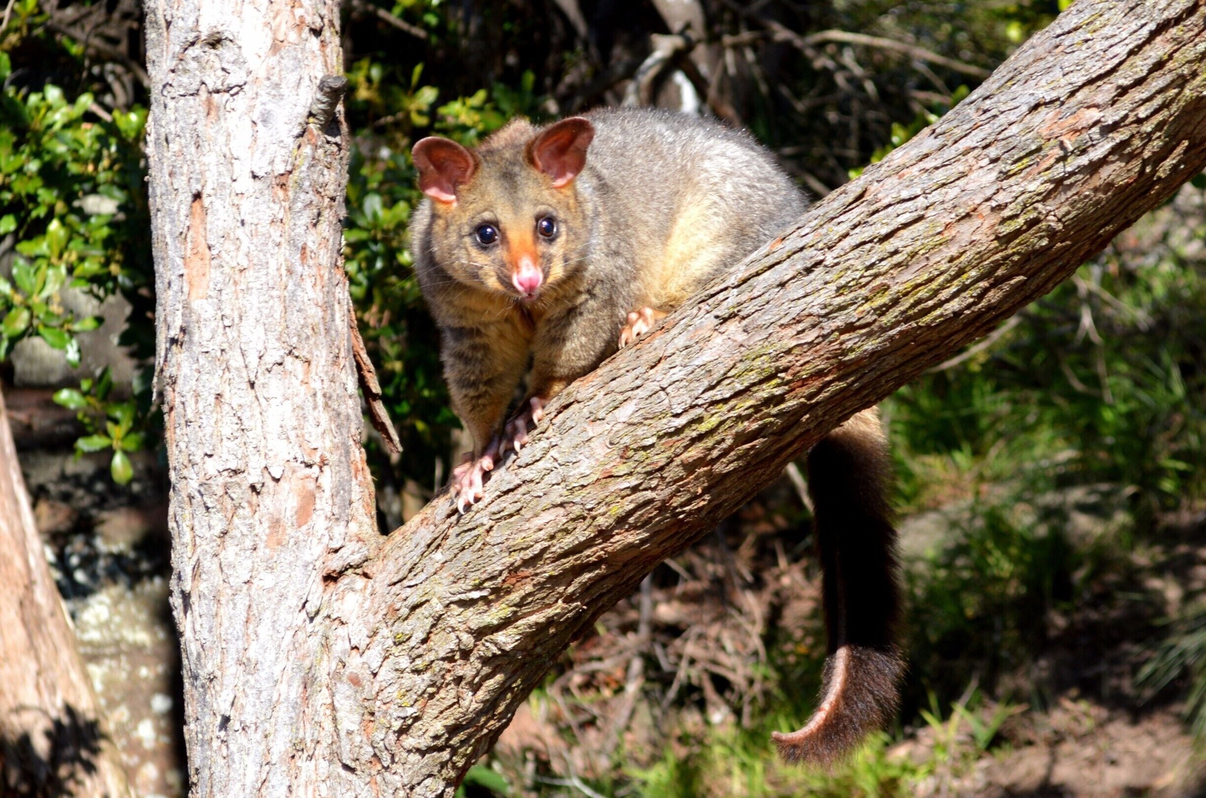 Spotted this little fellow as we were leaving the carpark down at the park in Brooklyn in NSW.  He was at eye view and very friendly.  
Normally possums (ring tail) are nocturnal.  However, I have a feeling that the locals and the visitors have fed this little guy as he was keen to share in the picnic lunch and once spotted by others, they were only to keen to give him some bread.  Not something I recommend as it would upset their little tummies.  
A native to Australia yet a pest in other countries.  :)