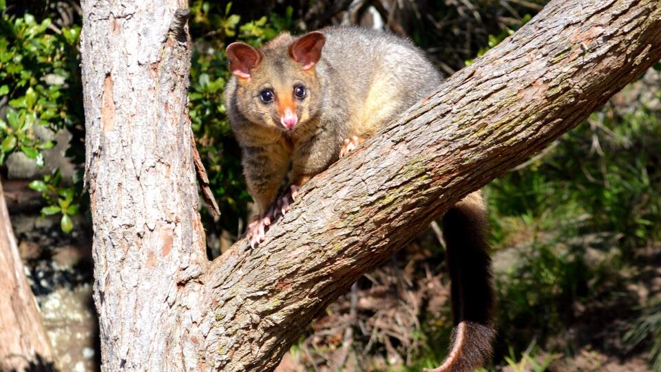 A possum on a tree branch in a forested area.