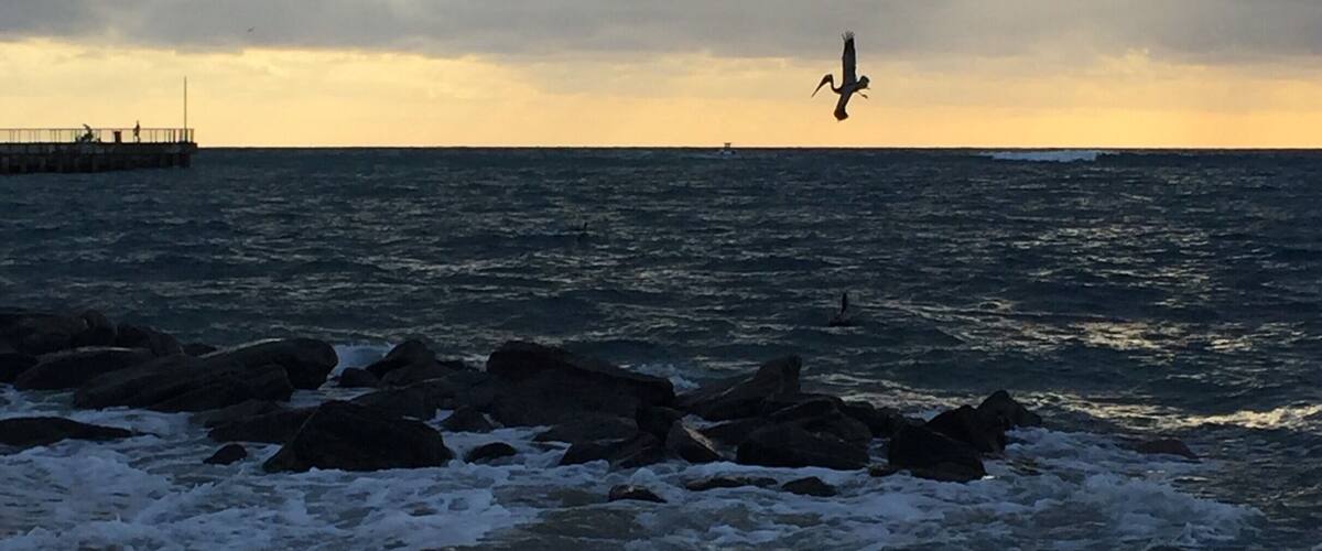 Pelicans fishing at Boynton Beach Inlet #Bestof5