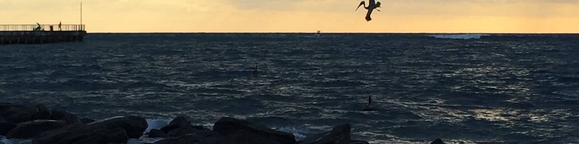 Pelicans fishing at Boynton Beach Inlet #Bestof5