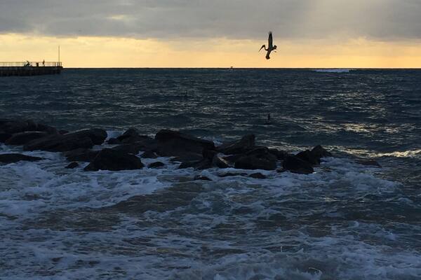 Pelicans fishing at Boynton Beach Inlet #Bestof5