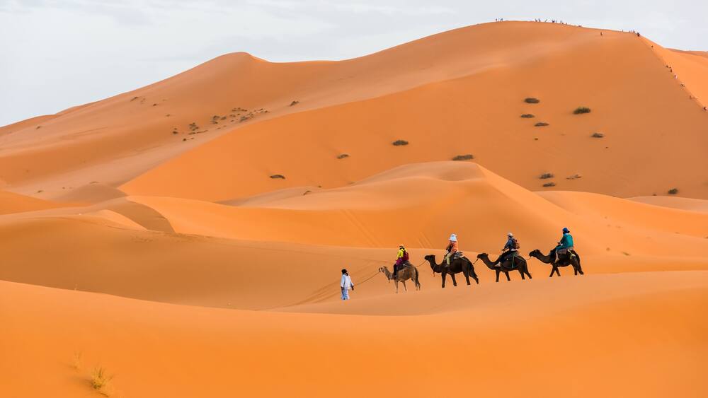 Berber man leading camel caravan, Merzouga, Sahara Desert, Morocco