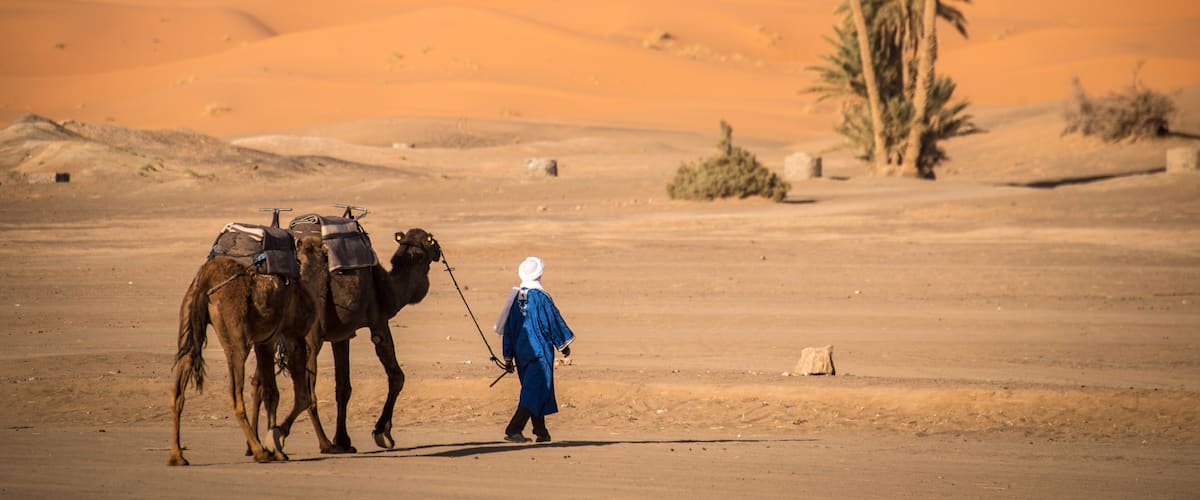 Berber man leading caravan, Hassilabied, Sahara Desert, Morocco