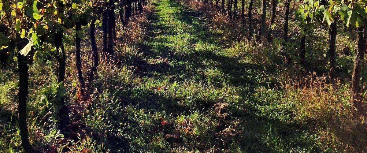 A vineyard with rows of grapevines under a clear sky.