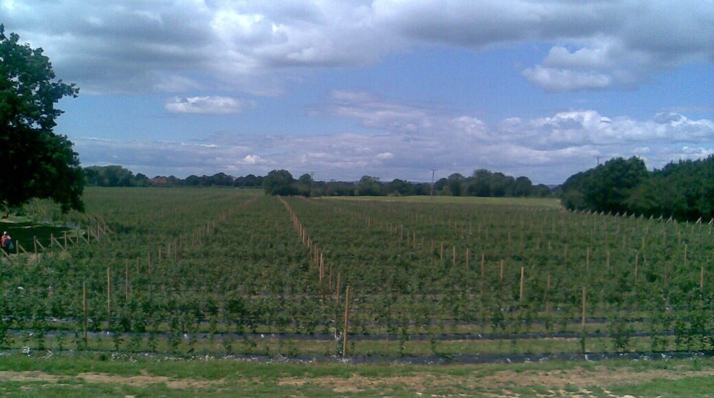 Raspberry fields in Collier Street