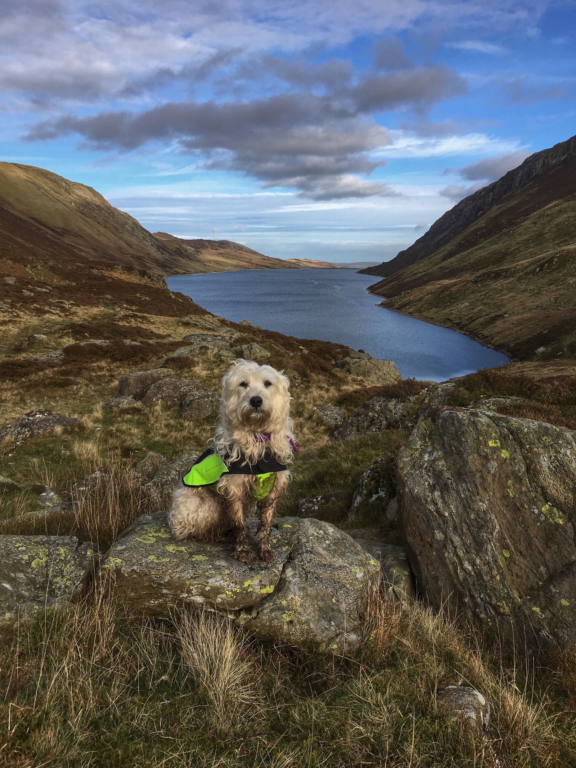 Poppy dog today ❤️