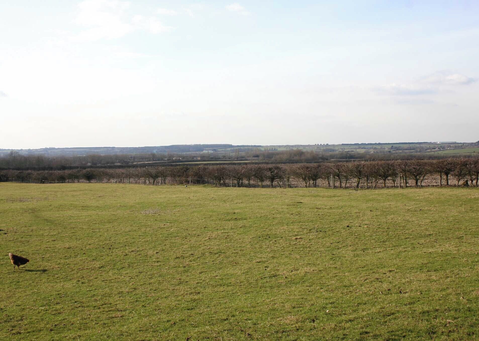 View WNW from Little Dassett Looking WNW over the field next to the lane running from Little Dassett towards Northend. The hedgeline in the far distance is the route of the M40 motorway which cuts right across this square from SE to NW. Note the free-range hen in the foreground.