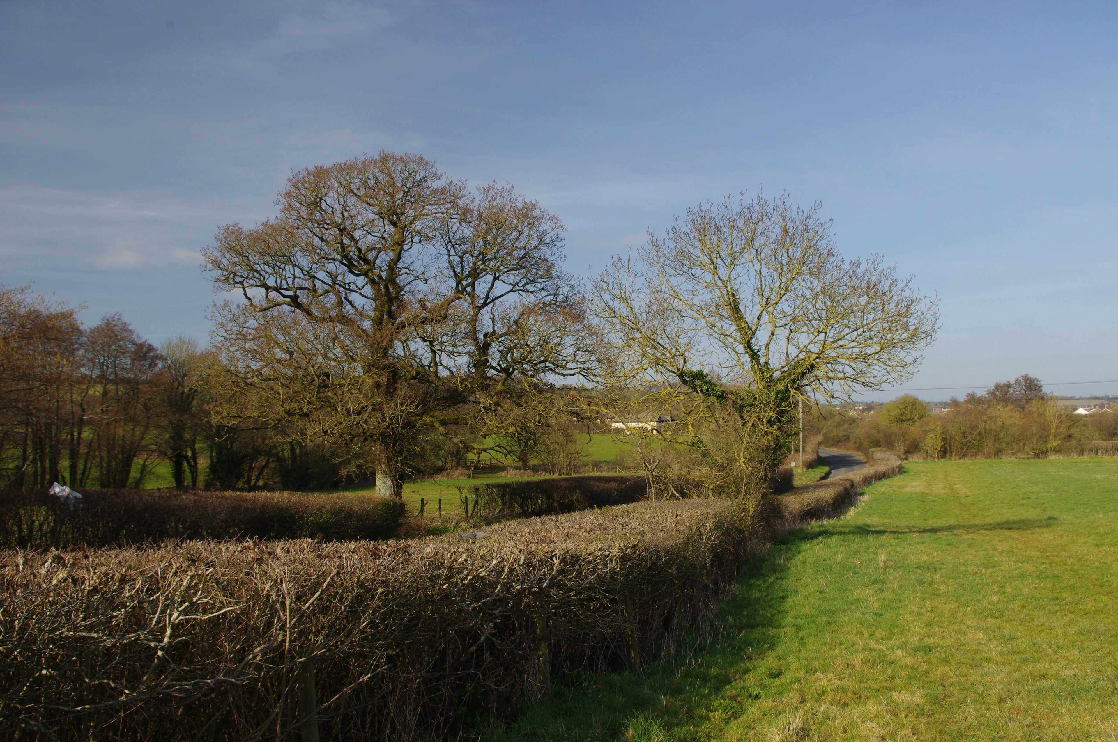 A rural landscape with hedgerows, trees, and a clear sky.