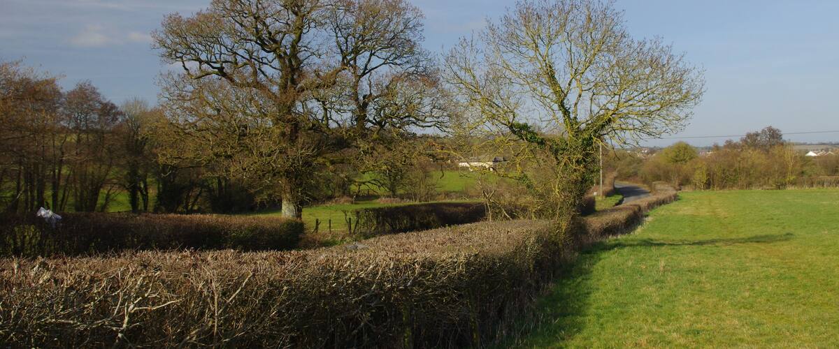 A rural landscape with hedgerows, trees, and a clear sky.