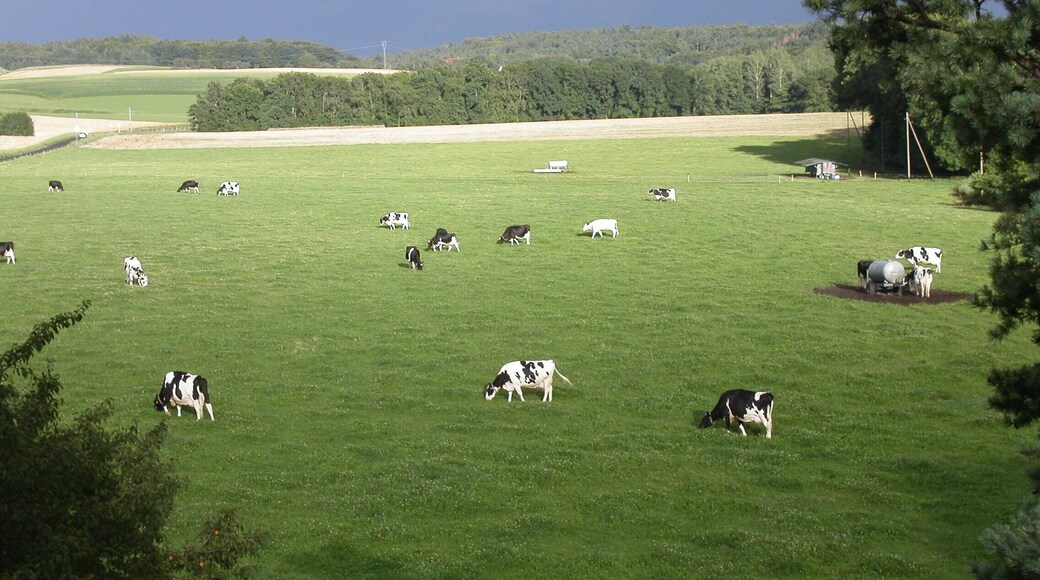 Pré avec des vaches, à Bière