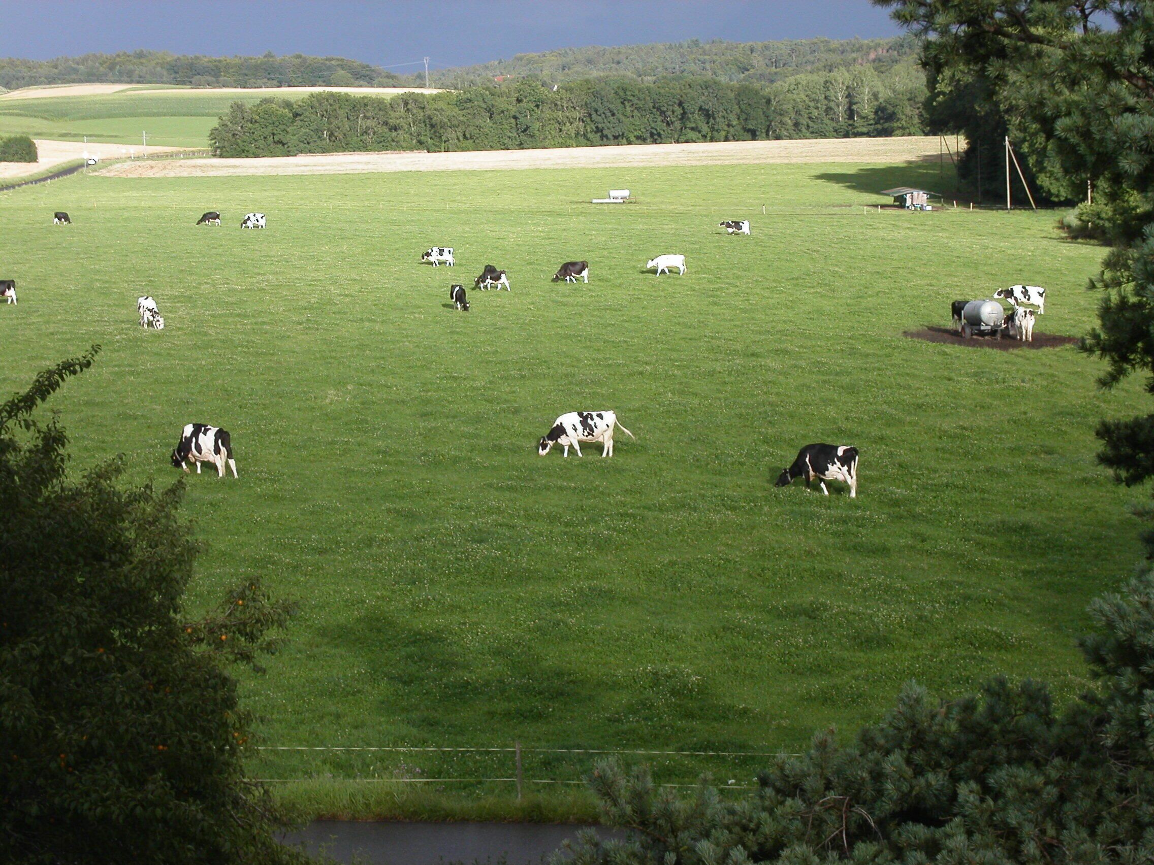 A large green field with several cows grazing.