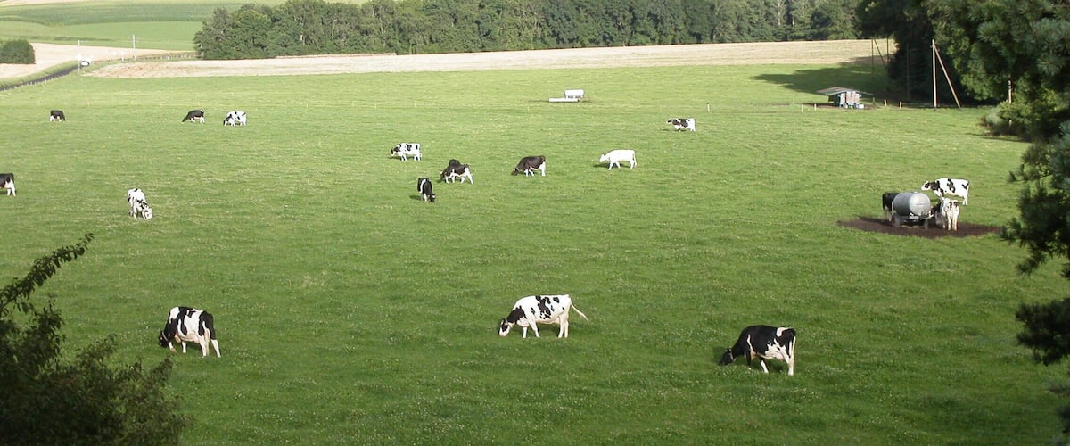 A large green field with several cows grazing.
