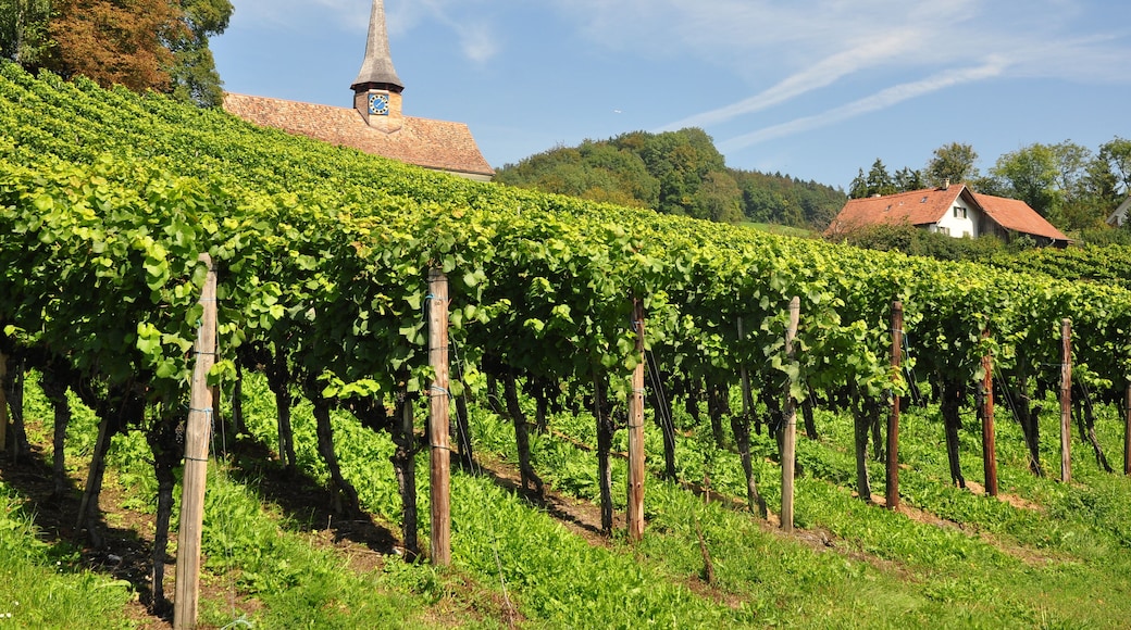 Reformierte Galluskapelle, Chilenbückli in Oberstammheim (Switzerland)