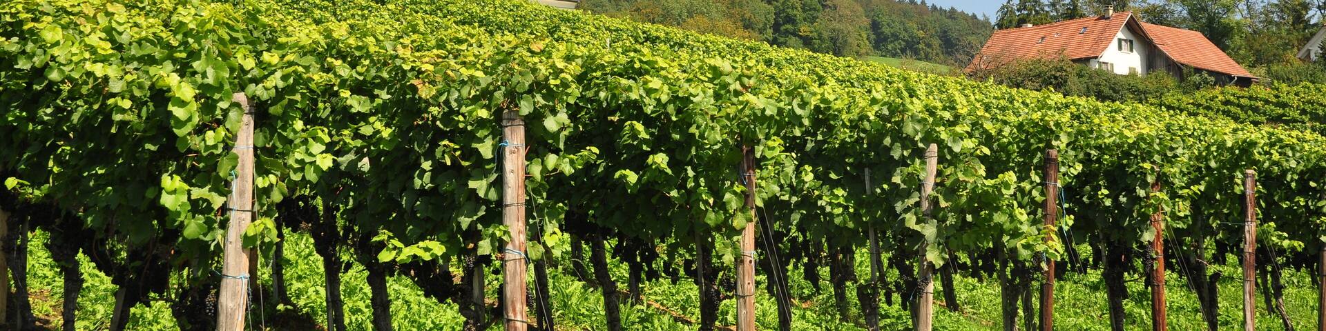 Reformierte Galluskapelle, Chilenbückli in Oberstammheim (Switzerland)