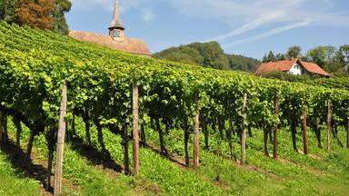 Stammheim