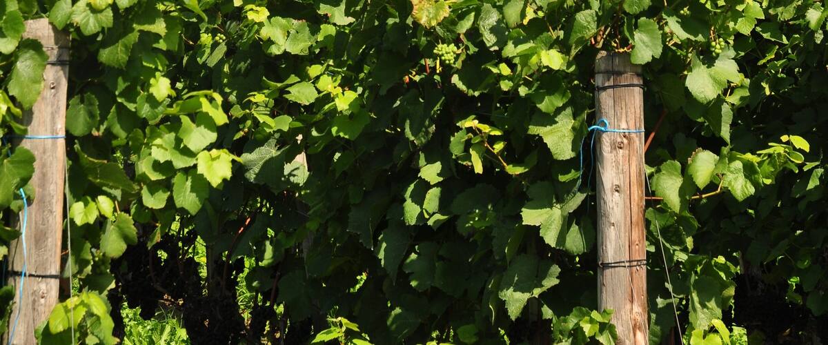 Reformierte Galluskapelle, Chilenbückli in Oberstammheim (Switzerland)