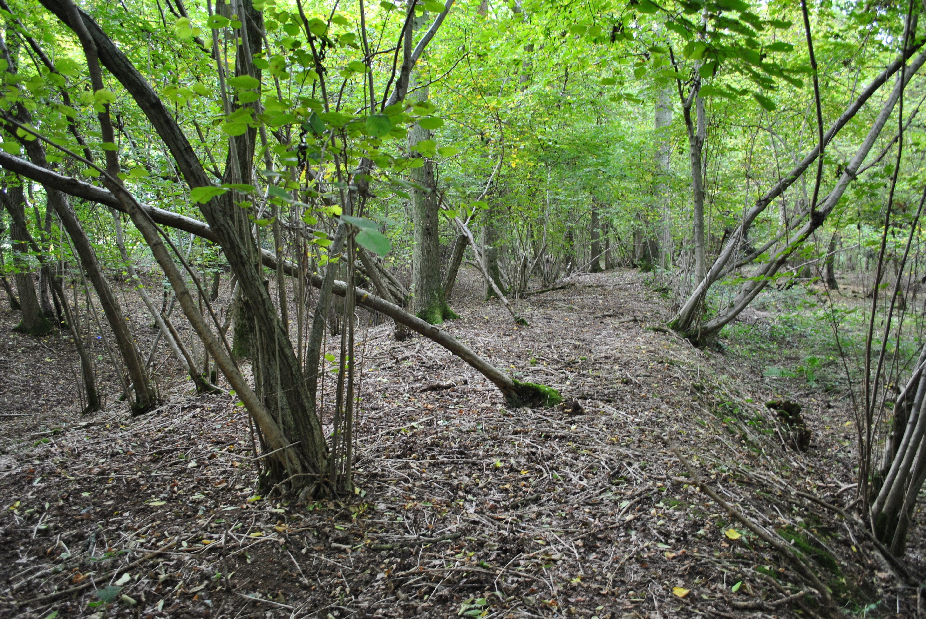 A dense forest with a fallen tree in the center, surrounded by green foliage and leaf-covered ground.