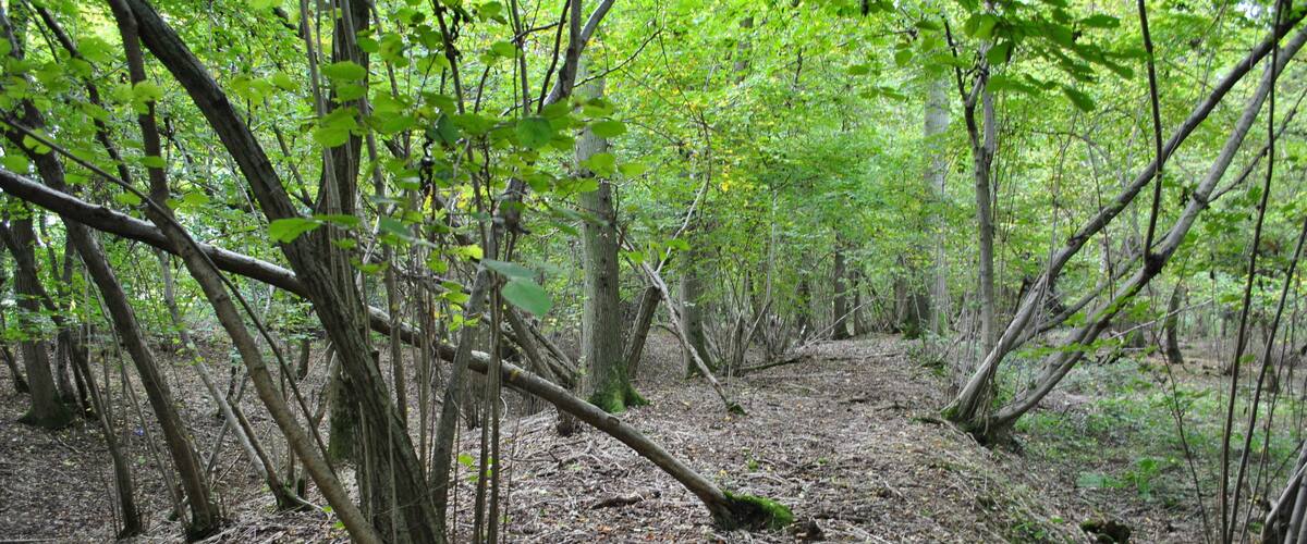 A dense forest with a fallen tree in the center, surrounded by green foliage and leaf-covered ground.